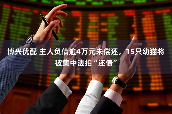 博兴优配 主人负债逾4万元未偿还，15只幼猫将被集中法拍“还债”